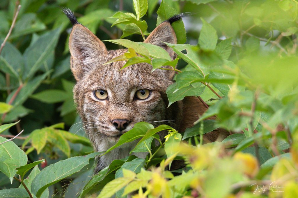 Lynx - Photo : Jocelyn Galipeau